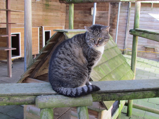 Dikkop is overleden op 23 april 2013