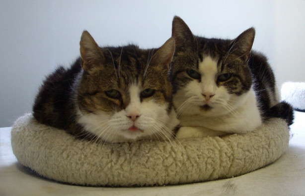 Papalou is overleden op 18 mei 2013