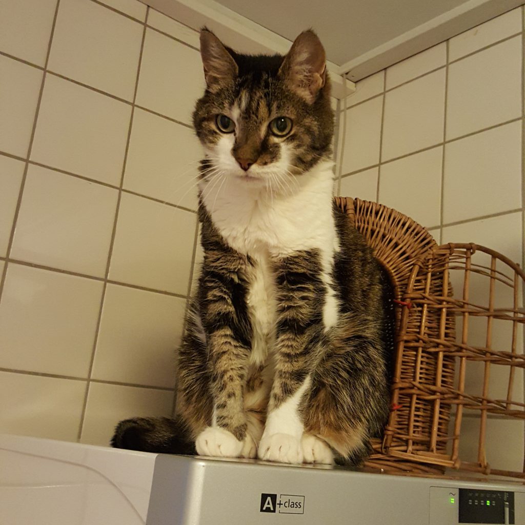 Anouk