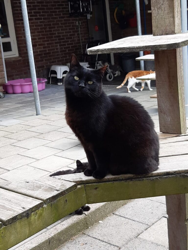 Willem